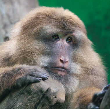 熊猴到底是熊还是猴?它是一种什么样的动物