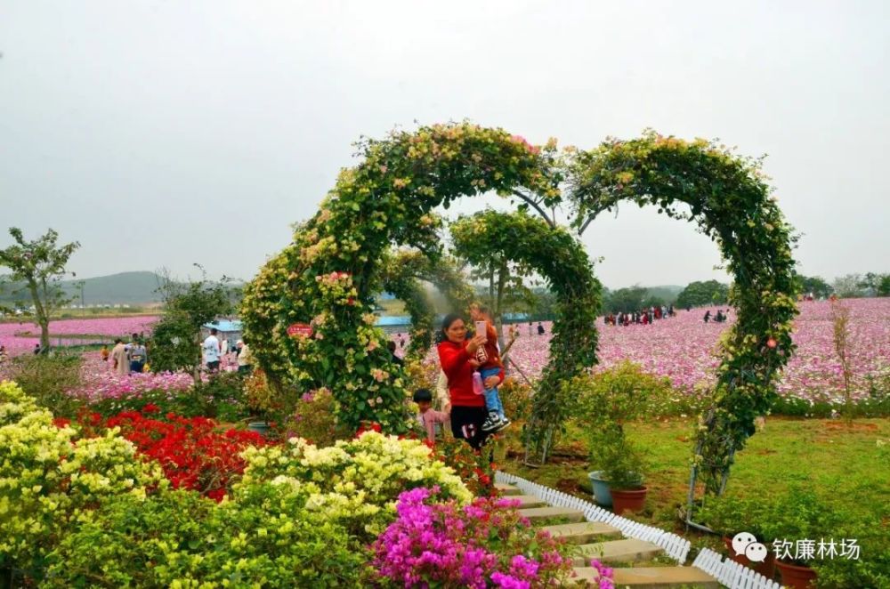 北部湾花卉小镇图片