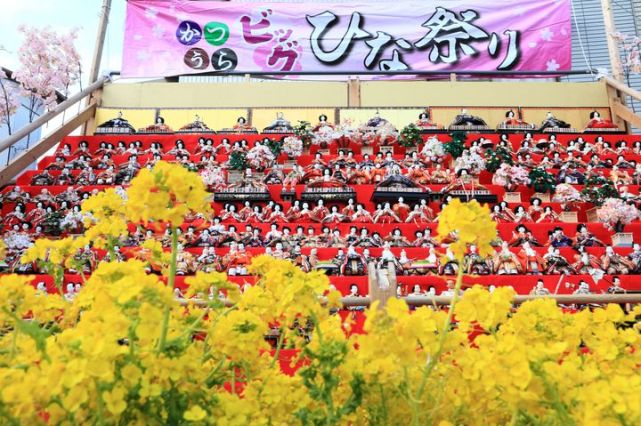 日本千叶县庆祝女儿节 摆放不同时代的三万多件和服人偶娃娃