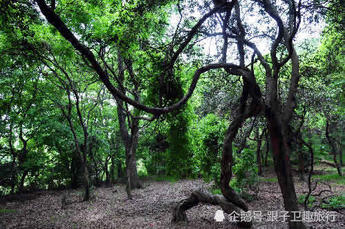 湖北這個縣是中國黃梅戲的發源地,境內有中華古梅——蔡山晉梅