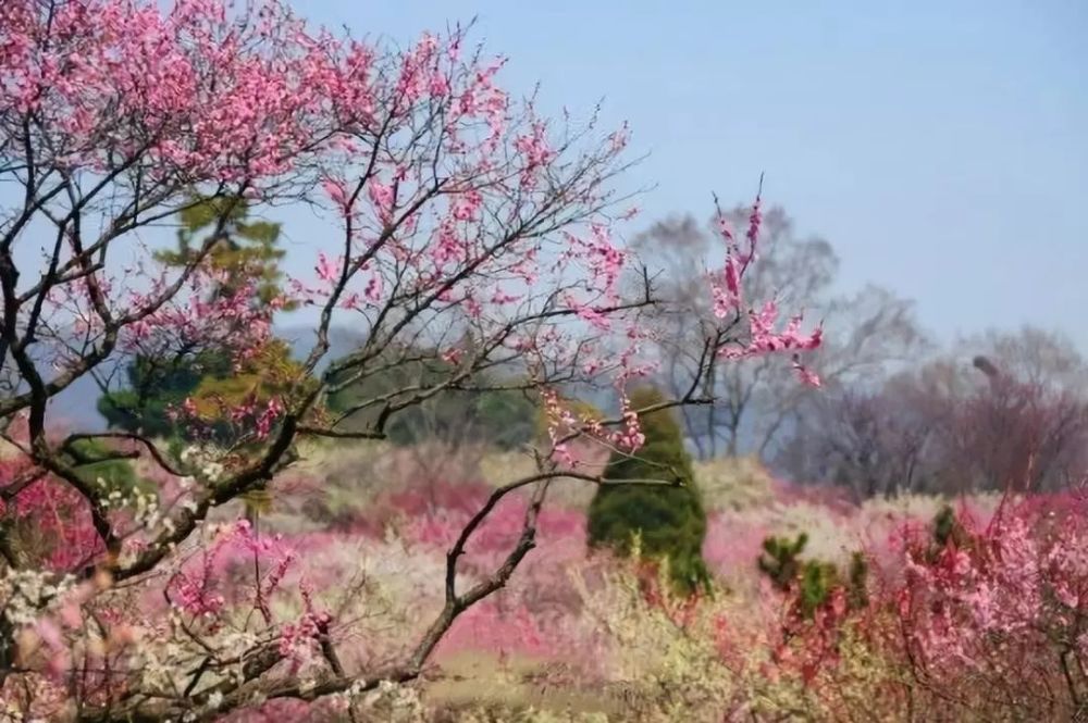 江浙沪这23个春季赏花胜地,承包最美的春天!