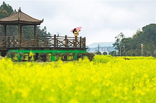 圖 遊客在下保村油菜花海體驗鄉村旅遊樂趣.