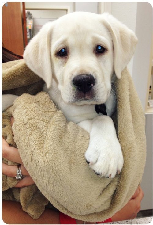 狗狗腹泻怎么办?拉稀不一定是细小,这9个原因