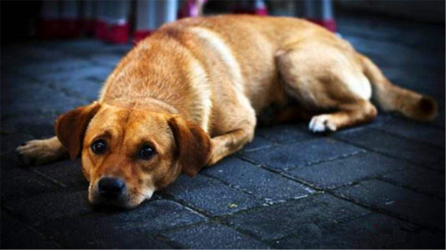 土狗寿命为什么那么长?看看你就知道了!