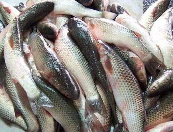 2.观鱼眼:新鲜鱼——鱼的眼球饱