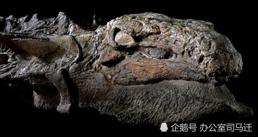 木乃伊恐龙:加拿大居然有一具恐龙木乃伊，皮肤鳞甲内脏应有尽有