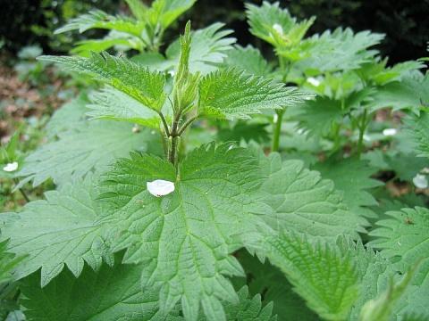 大部分植物都被当成杂草砍伐,但在这么多的植物之中也是有着不少棘手