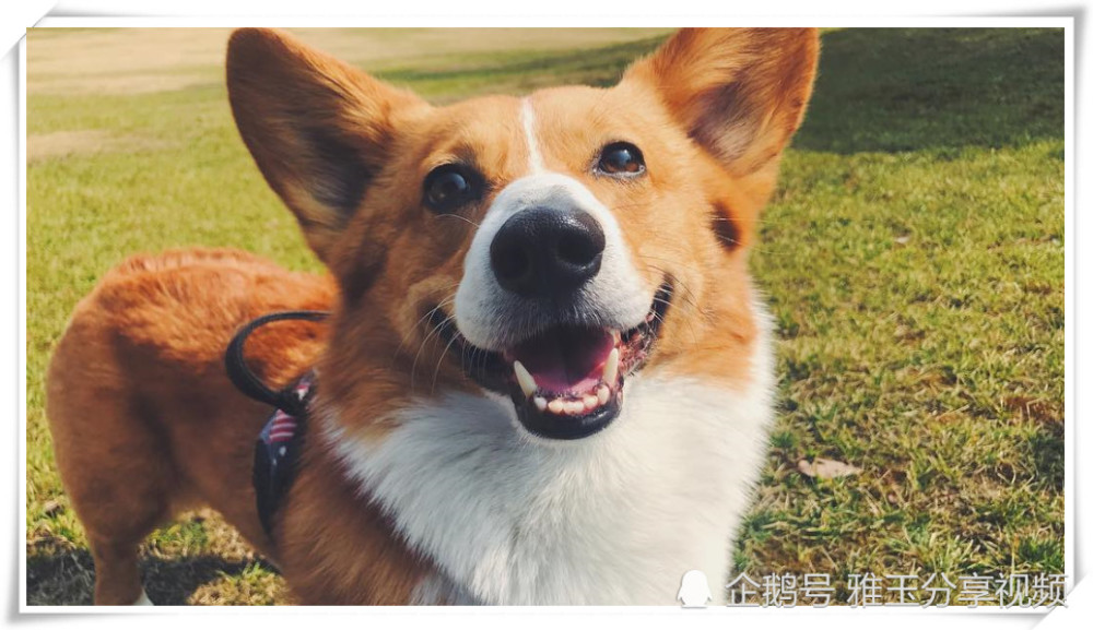 世界上最大的柯基,普通柯基的两倍,一人抱不住,网友:古巨基