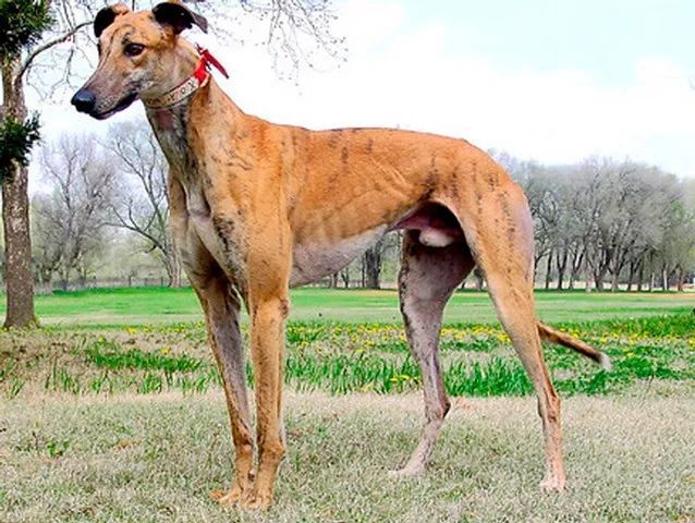 青岛星海犬舍美国种犬"超级加农炮"加盟南宫犬业_腾讯新闻