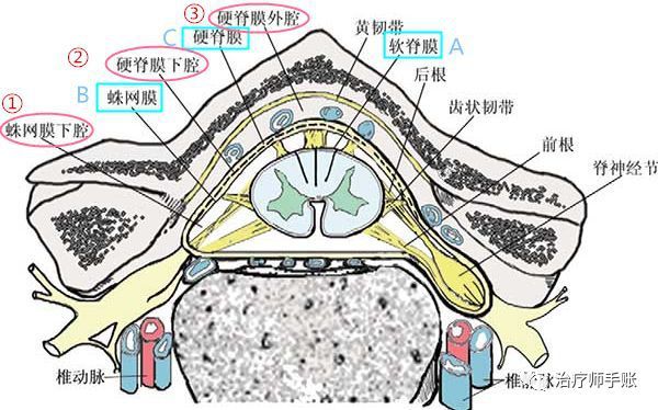 在出生後由於脊柱生長快,脊髓生長慢,各椎體的神經根只有在脊髓上部是