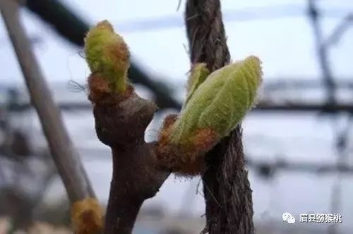 猕猴桃春季施肥歌催芽促发是目标,芽壮蕾饱花质好