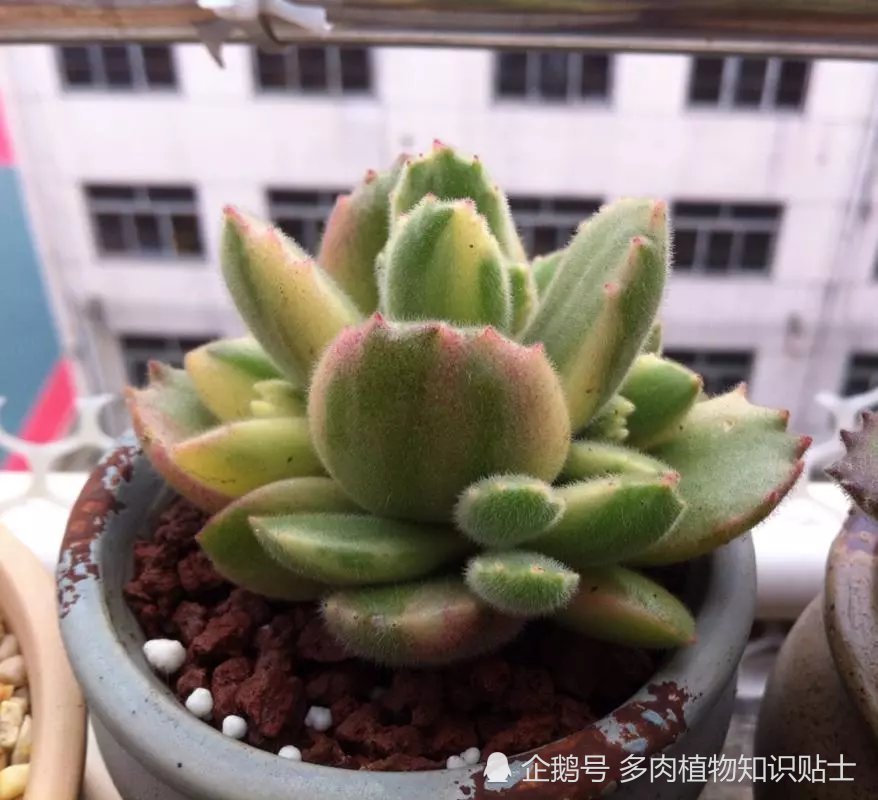 年终岁末大总结 聊聊多肉植物的那些养护经验 腾讯新闻