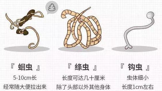了解猫咪体内体外驱虫用什么药好呢