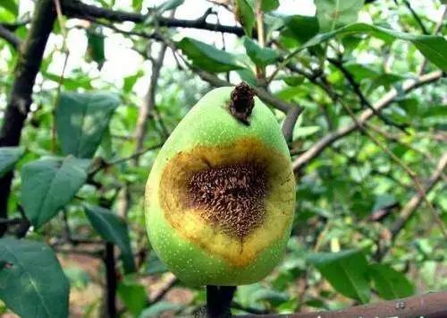 当前梨树注意防治锈病