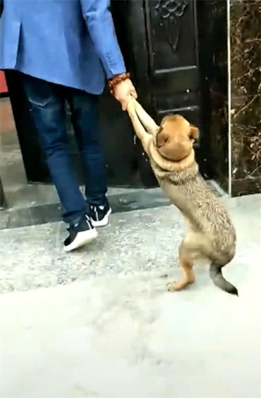 狗狗趁主人不在,在外面疯玩了一天,被主人拖回家的画面引人发笑