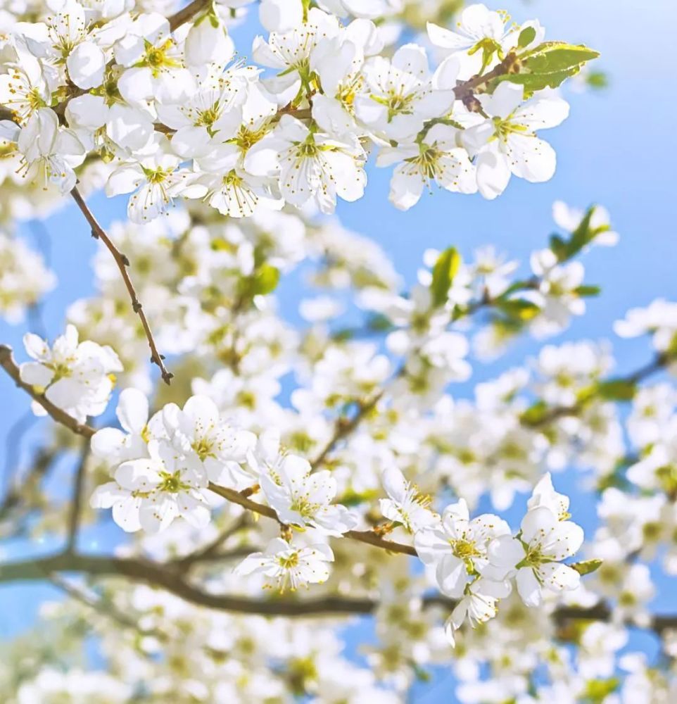 花开了 印盒花又开 第九届印盒李花观赏季3月7日盛大开启