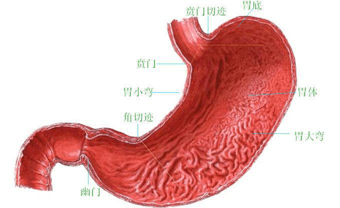 感染幽門桿菌它瘋狂傷害胃此物常喝殺菌養胃一步到位