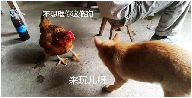 土狗和一只土鸡在互相对骂，男子把鸡宰了之后，狗的反应让人捧腹