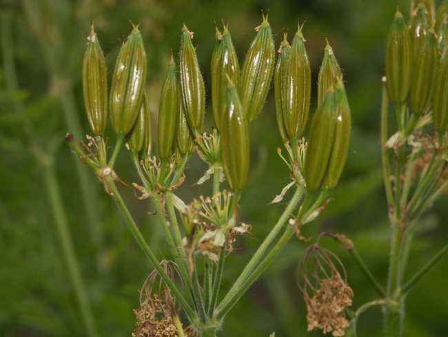 滑膜炎有多可怕?舒筋草 红花消肿痛,十个用九个好,半月板好了