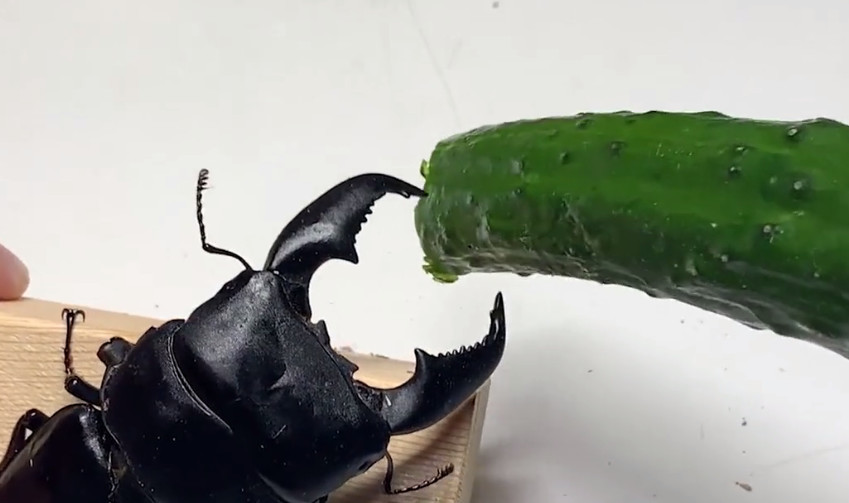 日本巨型甲虫的"钳子"力量有多大太不可思议了