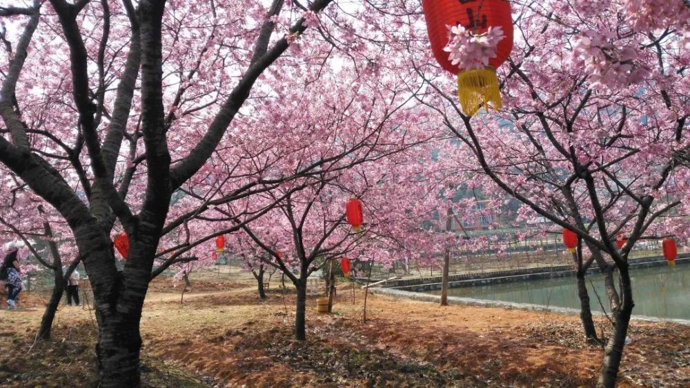 福建龍台山生態園真的很美絕美的櫻花盛景龍台山的櫻花正值花季睜個