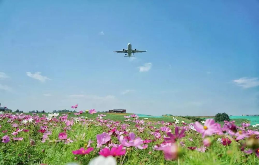 雙流空港花田遭大量網友吐槽!免費耍地變成收費景區!票價還45元/人!