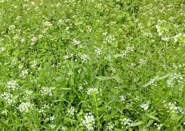 薺菜花圖片(薺菜花圖片 花語)