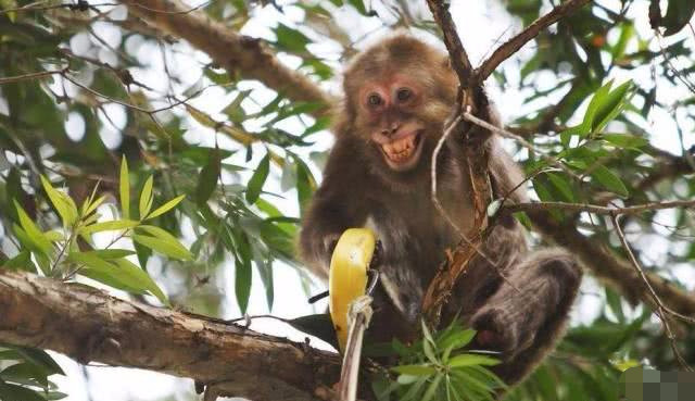 菲律宾最可怕"食人猴",最喜欢吃人肉,政府为此出动军队镇压!