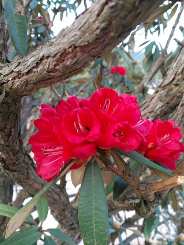 3月14日相聚大姚昙华插花节,看花仙子比美,听百灵鸟歌唱!