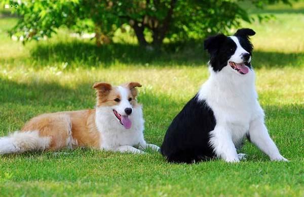 地球上3大最聪明又好养的狗狗 边牧和拉布拉多你最喜欢哪个