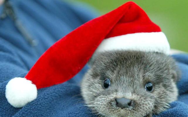 戴圣诞帽的水獭.戴圣诞帽的"小脑斧我是圣诞萌喵.圣诞刺猬.圣诞企鹅.