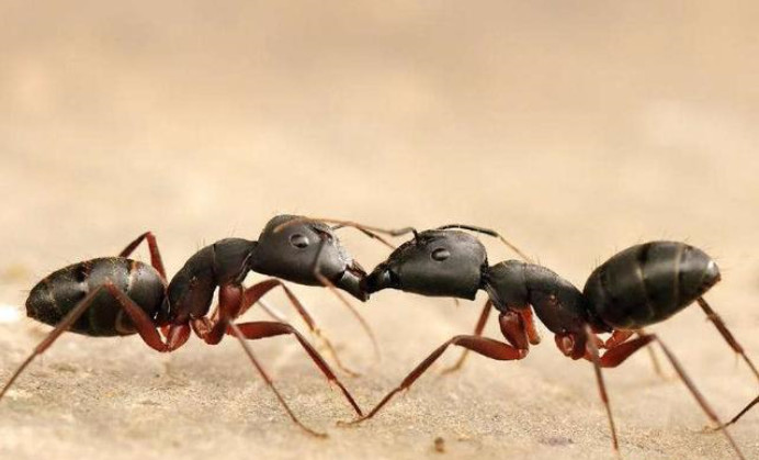 如果把蚂蚁放大一万倍,它们能统治地球吗?
