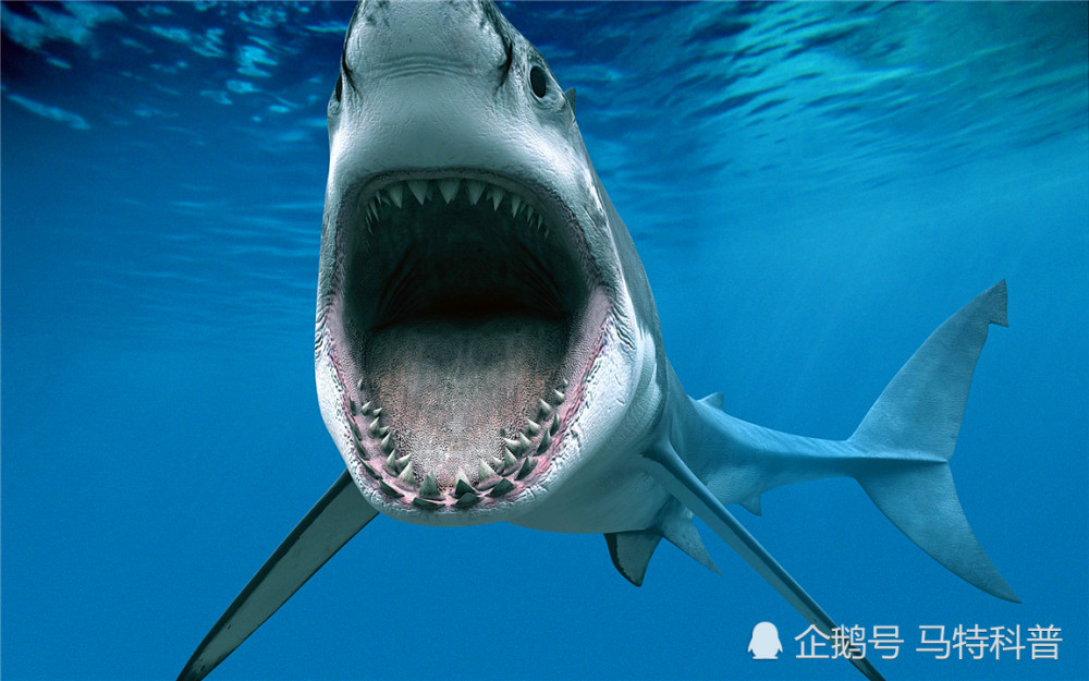 为什么鲨鱼遇到虎鲸,只能一动不动任其撕咬?专家:智商碾压!