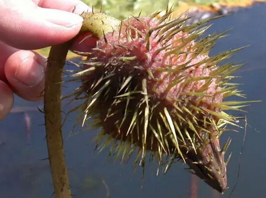 水里长出来的三种水果第二种乡下能见到多数人只吃过一种