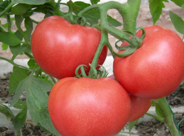 番茄富含很多营养,但是到底是生吃好还是熟吃好呢?