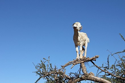 奇妙"羊上树"景观,羊为什么要往树上爬?背后真相让人哭笑不得