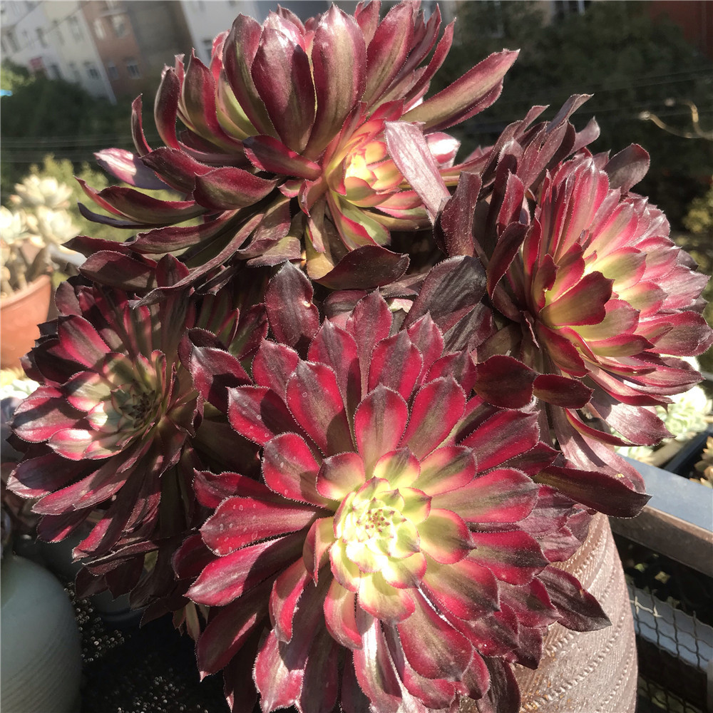 法师多肉当女儿养,2招养成"白富美",红覆轮锦美得不像话!