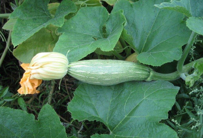 物同食,功效等于翻一倍,还能降低血糖,保护胃黏膜