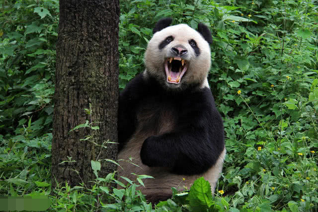 熊猫"娅娅"展览时无精打采,吸引了一众网友,基地:牙齿受损!