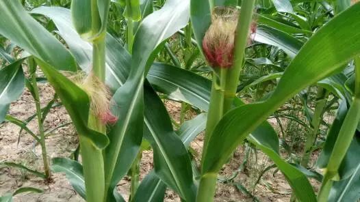 玉米|玉米、大豆、花生控旺技术大全！看完再也不作难！