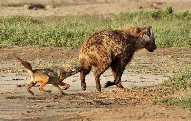 实拍胡狼"胆大包天"挑衅鬣狗,结果鬣狗反头将它一口咬死