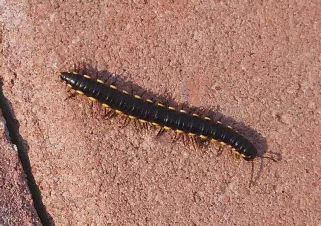 一生能吃掉1斤垃圾,农民叫它"闷棒虫",遇到了要小心点