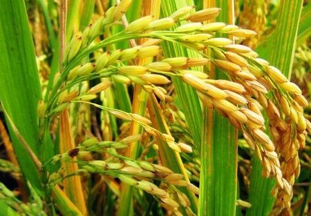 2019稻谷最低收购价政策解读