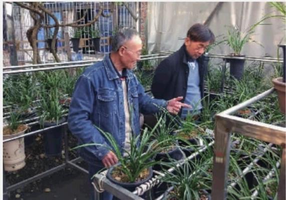 老人养0多盆兰花30年花了近千万