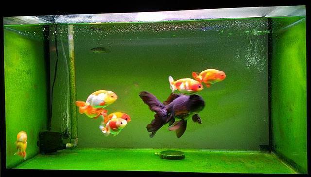 如果鱼缸的水质良好就一定长褐藻,那么水质不