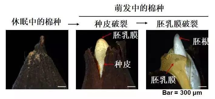 棉花,张天真,蛋白,浙江大学
