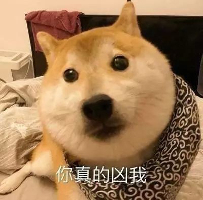 柴犬表情包:大家听我说,你们都是狗!
