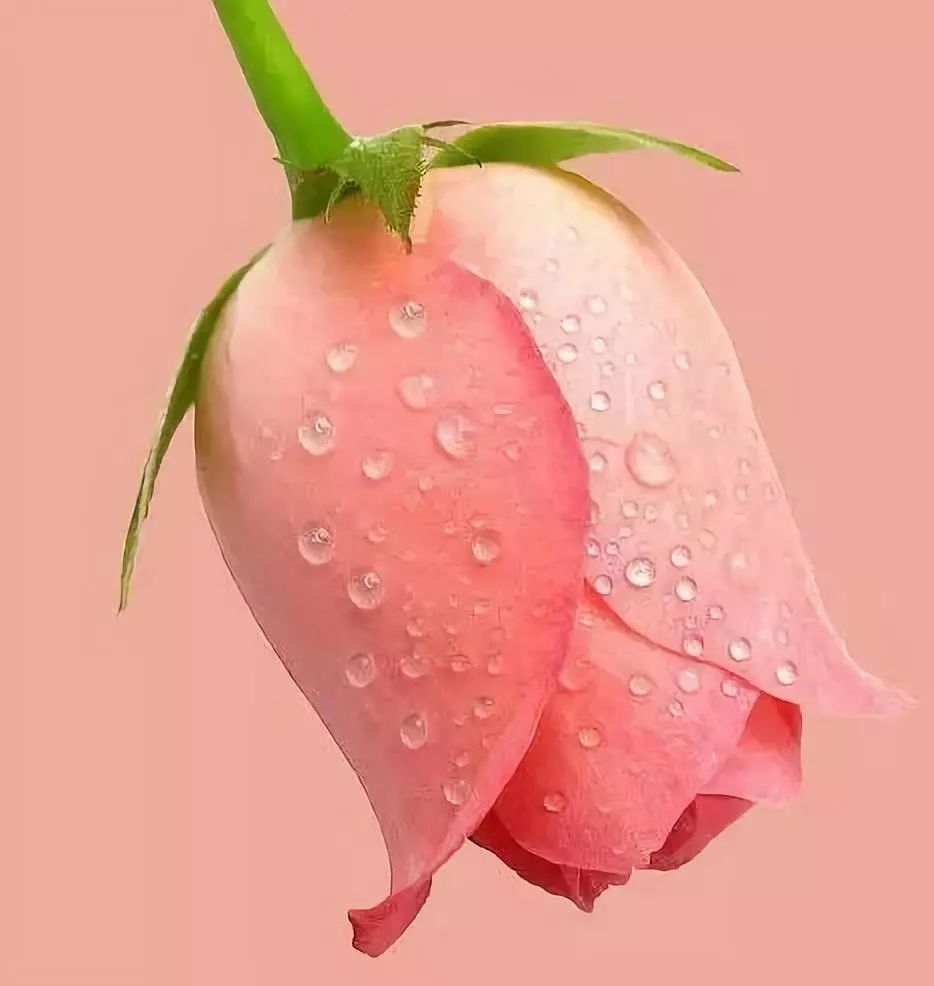 最美的滴水玫瑰 送给最美的你 祝你三八妇女节快乐 腾讯新闻