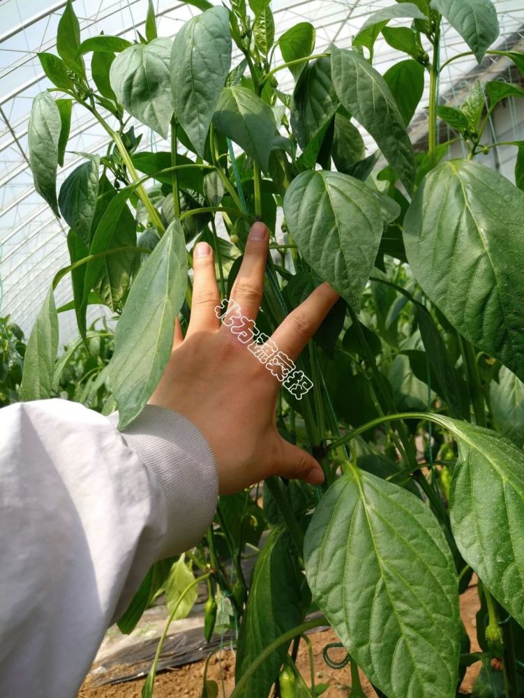 春季棵子易徒长不同生长阶段控旺措施各不同