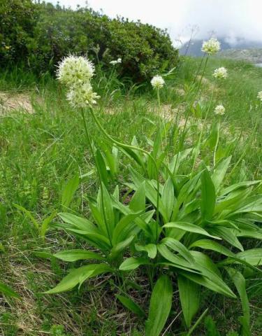 荒野维生食物之野菜系列—茖葱